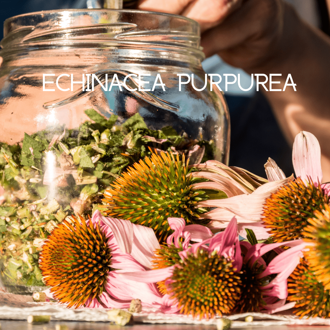 Emergency Immune Support – Daily Immune & Wellness Supplement - GISTMI