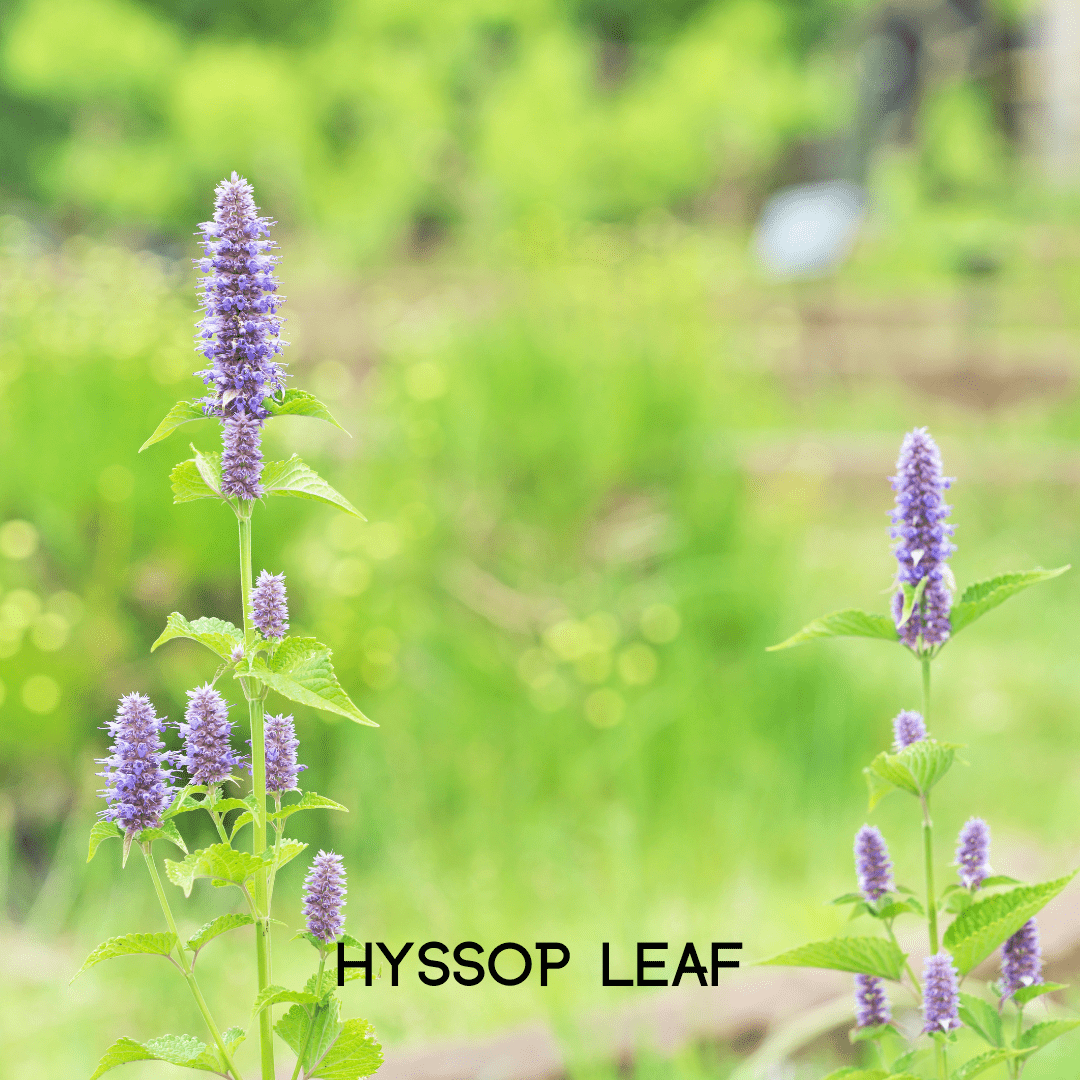 My Balance NutriSentials Colon Cleanse – Digestive Health Support Supplement - GISTMI