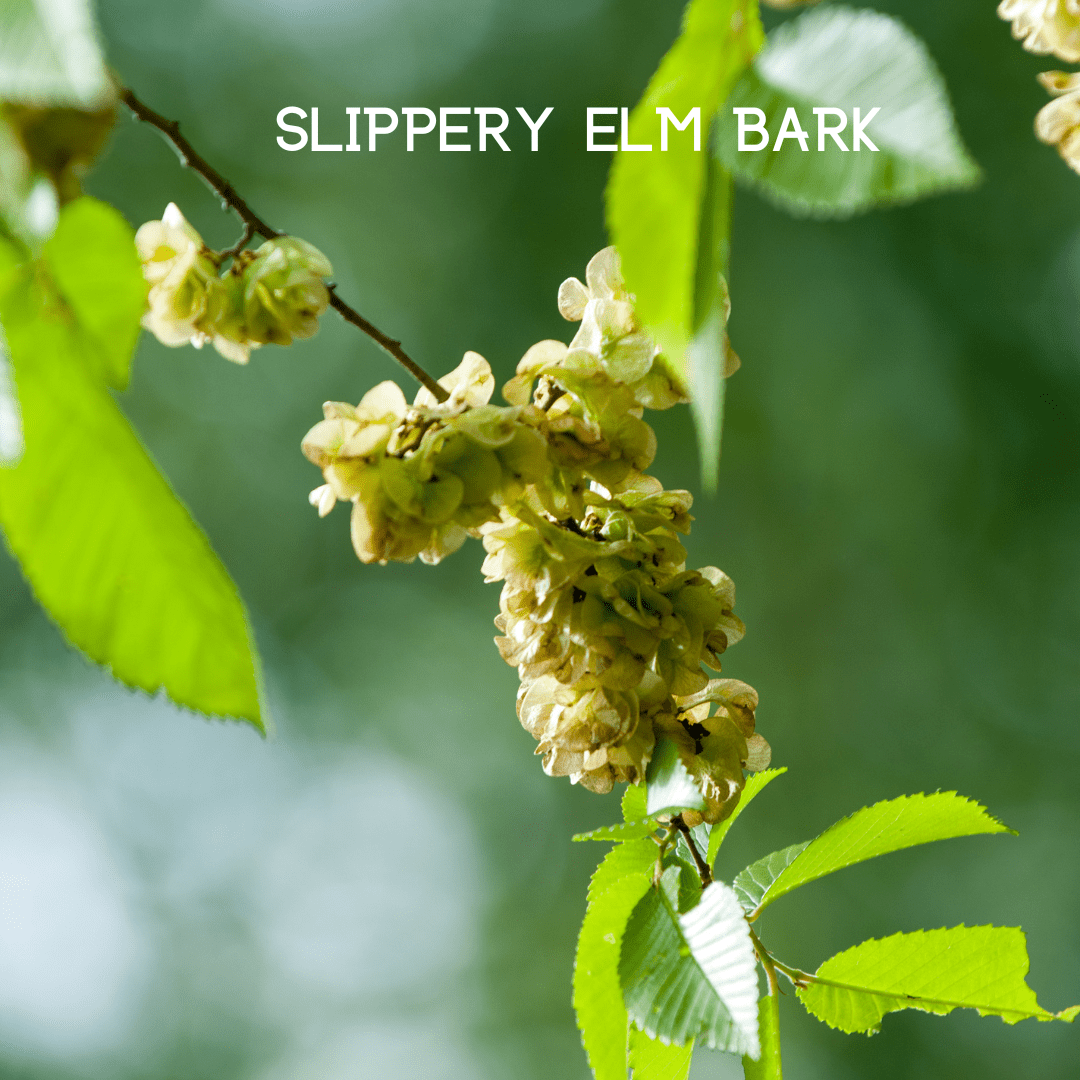 My Balance NutriSentials Colon Cleanse – Digestive Health Support Supplement - GISTMI