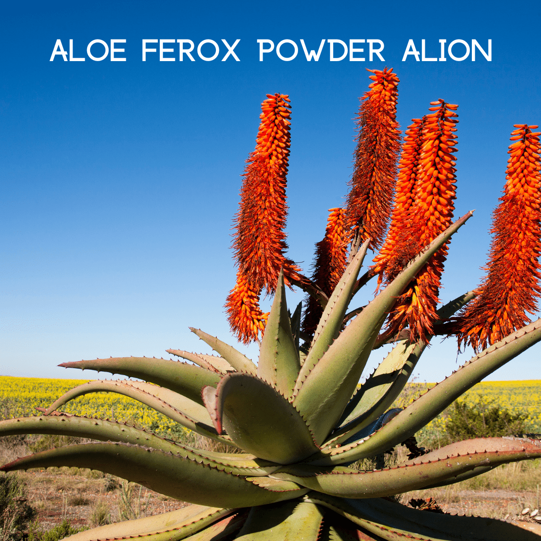 My Balance NutriSentials Colon Cleanse – Digestive Health Support Supplement - GISTMI